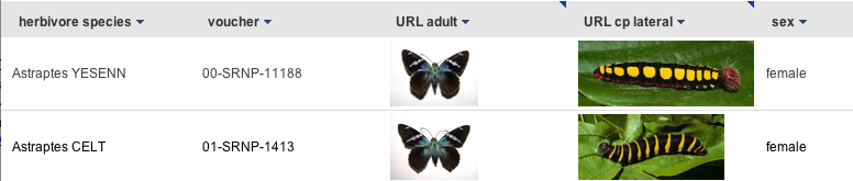 table view showing inline images